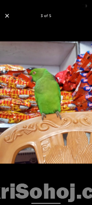 ইন্ডিয়ান রিংনেক টিয়া